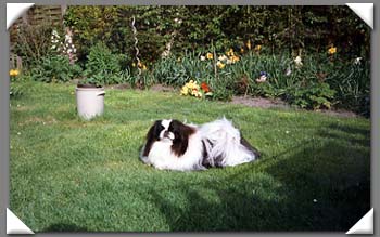 Pekingese Hunde Foto 582 Pekingese Letty