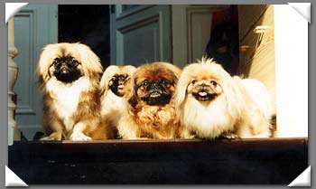 Pekingese Hunde Foto 583 Pekingese Isabell und Jessica