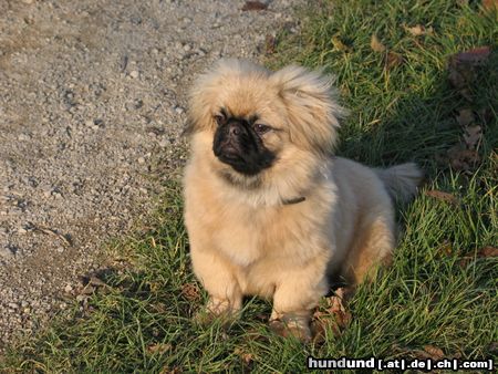 Pekingese Hunde Foto 17310 Pekingese Chester