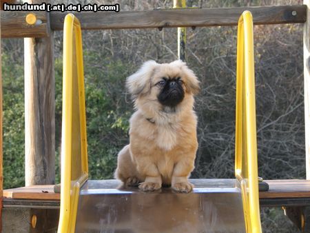 Pekingese Hunde Foto 17309 Pekingese Chester