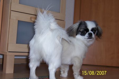 Pekingese Hunde Foto 40987 in höherer Auflösung ansehen Pekingese Das ist die Abbie