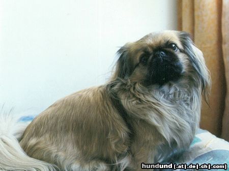 Pekingese Hunde Foto 17642 in höherer Auflösung ansehen Pekingese Agata