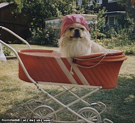 Pekingese Hunde Foto 15020 in höherer Auflösung ansehen Pekingese Amik lässt sich gern kutschieren