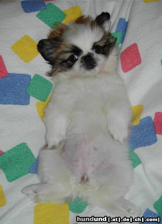 Pekingese Hunde Foto 15476 Pekingese