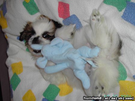 Pekingese sisi