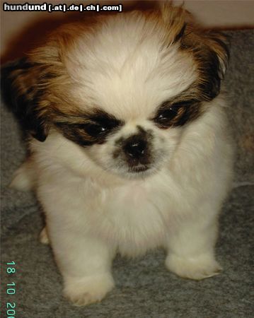 Pekingese Hunde Foto 18564 Pekingese sisi