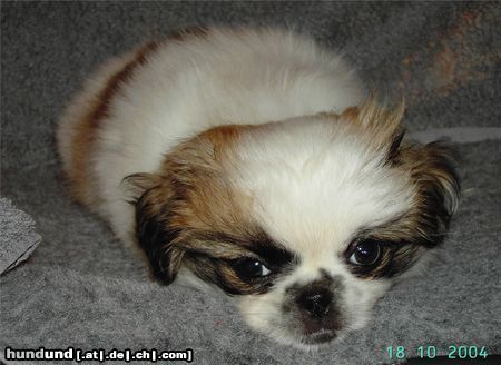 Pekingese Hunde Foto 15496 Pekingese Ich bin soo müde