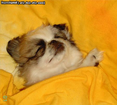 Pekingese Hunde Foto 15929 Pekingese ich schlafe immer soo gut im Bett vom Herrhen