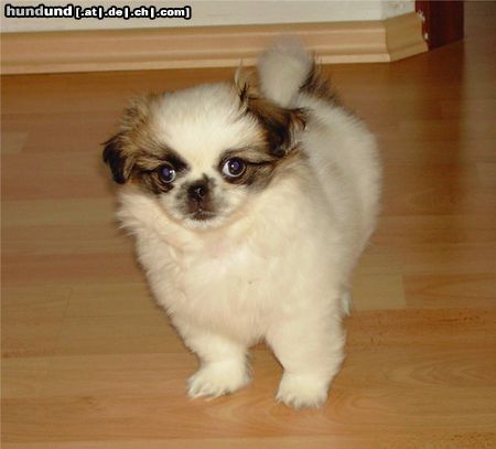 Pekingese Hunde Foto 15466 Pekingese