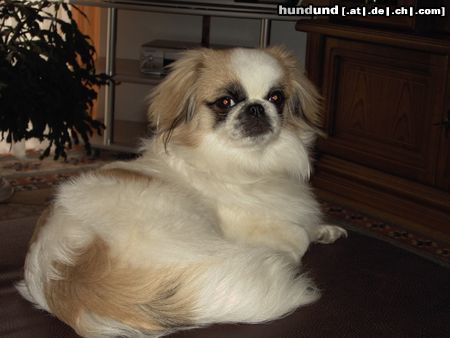 Pekingese Hunde Foto 20111 Pekingese susi ist wieder da