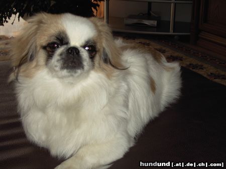 Pekingese Hunde Foto 20110 Pekingese susi ist wieder da