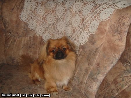 Pekingese Hunde Foto 3812 Pekingese Das bin ich BENNY