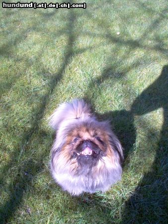 Pekingese Hunde Foto 21037 Pekingese Chippy