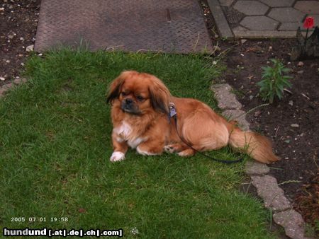 Pekingese Hunde Foto 22831 Pekingese floki im garten