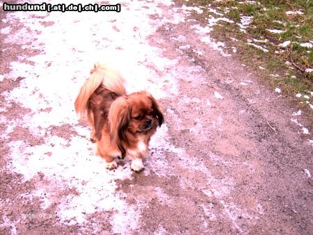 Pekingese Hunde Foto 18184 Pekingese Spaziergang