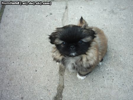 Pekingese Hunde Foto 10908 Pekingese ich bin nelly