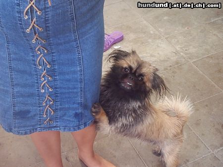 Pekingese Hunde Foto 7643 Pekingese Spiddy