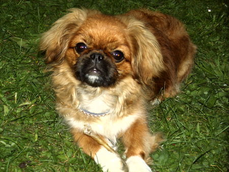 Pekingese Hunde Foto 34315 Pekingese das ist buffy
