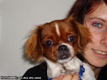 Pekingese Hunde Foto 26520 Pekingese Snoopy und Frauchen