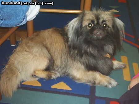 Pekingese Hunde Foto 8539 Pekingese unser Spiddy