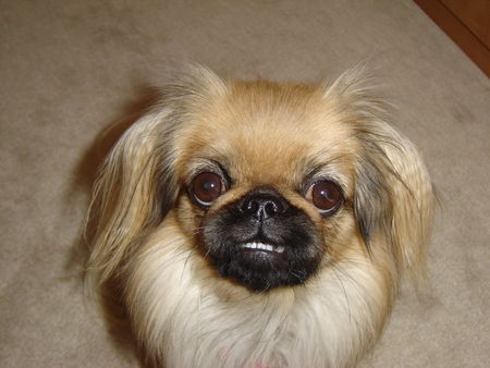 Pekingese Hunde Foto 34601 Pekingese Hi, ich bin die Kira!!