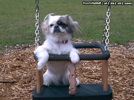 Pekingese Hunde Foto 7114 Pekingese BIN doch Cool