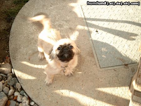 Pekingese Hunde Foto 6667 Pekingese unser Filou