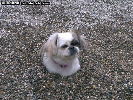 Pekingese Hunde Foto 7115 Pekingese WAS guckst du?!