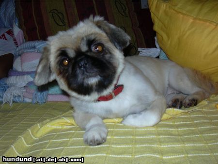 Pekingese Hunde Foto 16601 Pekingese Pekinese Puppi 4 Jahre alt mit geschorenem Fell