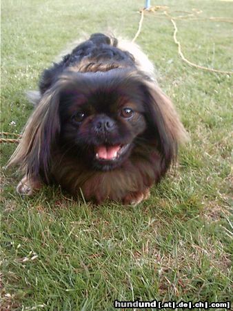 Pekingese Ich bin Brian!