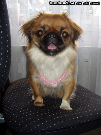 Pekingese Hunde Foto 25593 in höherer Auflösung ansehen Pekingese Bin ich schön...