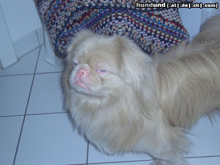 Pekingese Hunde Foto 16703 in höherer Auflösung ansehen Pekingese Mein klein OSITO