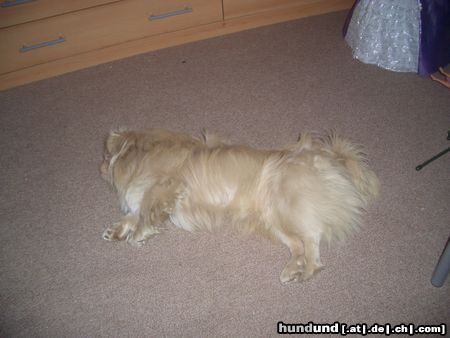 Pekingese Hunde Foto 16704 in höherer Auflösung ansehen Pekingese Mein klein OSITO