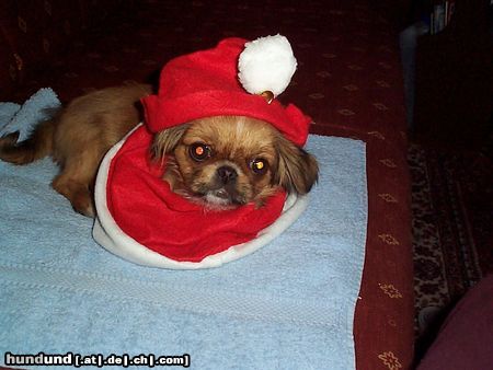 Pekingese Hunde Foto 7350 Pekingese ist sie reinrassig oder nicht ?????