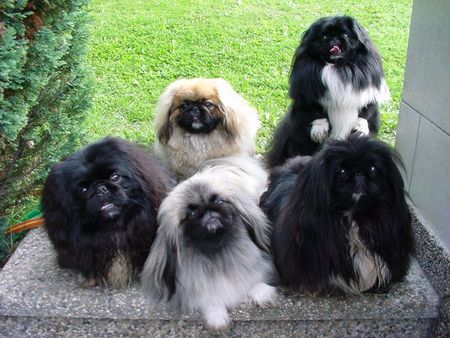 Pekingese Pekingese-Palast-Austria