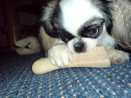 Pekingese Hunde Foto 40988 in höherer Auflösung ansehen Pekingese Das ist die Abbie