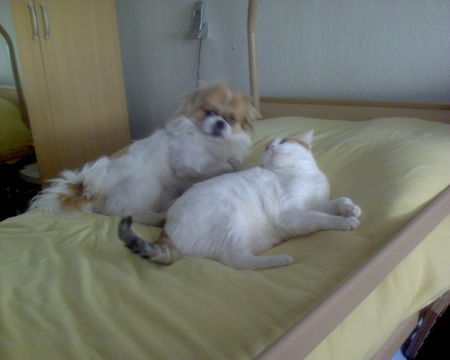 Pekingese Hunde Foto 37907 in höherer Auflösung ansehen Pekingese Gruppenschmusen