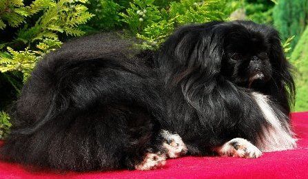 Pekingese Hunde Foto 32919 in höherer Auflösung ansehen Pekingese Pekingese-Palast-Austria