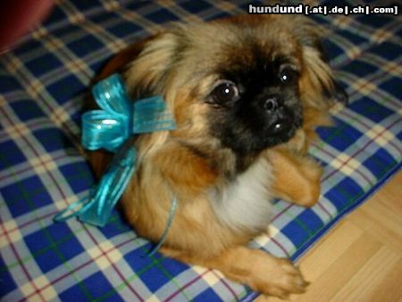 Pekingese daisy