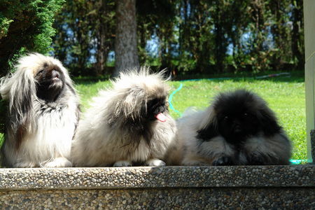 Pekingese Hunde Foto 32876 in höherer Auflösung ansehen Pekingese Der mensch lebt nicht gern alleine,ein treuer Freund :