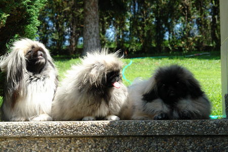 Pekingese Der mensch lebt nicht gern alleine,ein treuer Freund :