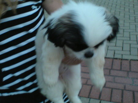 Pekingese Hunde Foto 40990 in höherer Auflösung ansehen Pekingese Abbie