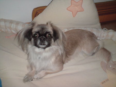 Pekingese Hunde Foto 40919 in höherer Auflösung ansehen Pekingese