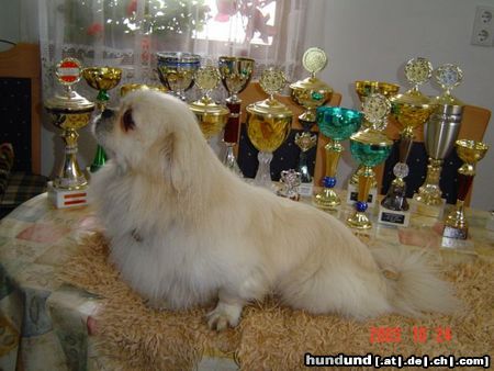 Pekingese Hunde Foto 6464 Pekingese Ein guter Freund des Menschen