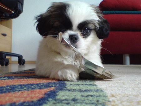 Pekingese Hunde Foto 40989 in höherer Auflösung ansehen Pekingese Das ist die Abbie