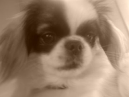Pekingese Hunde Foto 40991 in höherer Auflösung ansehen Pekingese Abbie