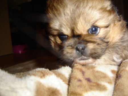 Pekingese Hunde Foto 28938 in höherer Auflösung ansehen Pekingese baby BabaGabuch