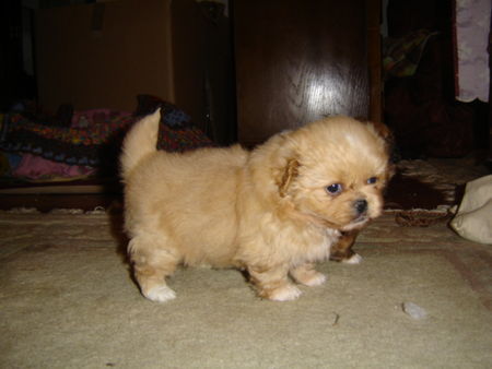 Pekingese Hunde Foto 28937 in höherer Auflösung ansehen Pekingese baby Lolita