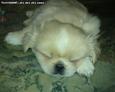 Pekingese Hunde Foto 25482 in höherer Auflösung ansehen Pekingese Taiki - hundemüde