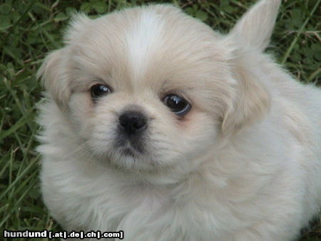 Pekingese Hunde Foto 24777 in höherer Auflösung ansehen Pekingese Ich heiße Taiki - bin 8 Wochen alt
